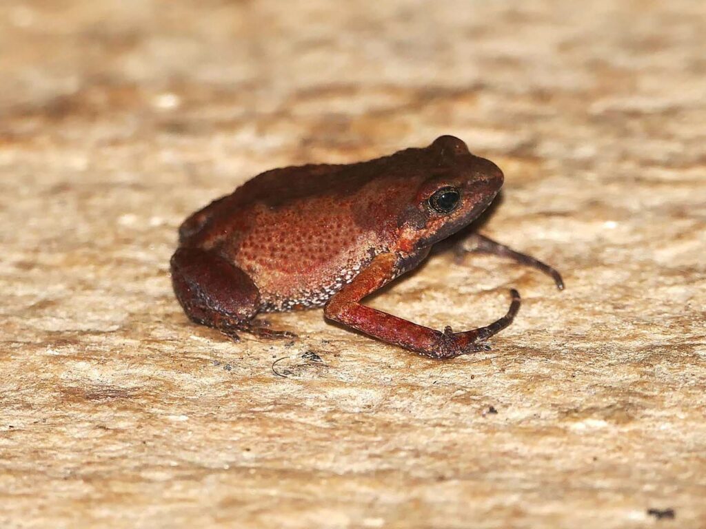 Schoutedenella xenochirus André van Hecke - Zambia frogs tour