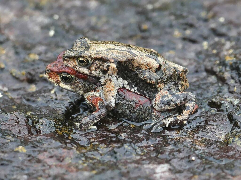 Mertensophryne taitana frogs amplexus Zambia
