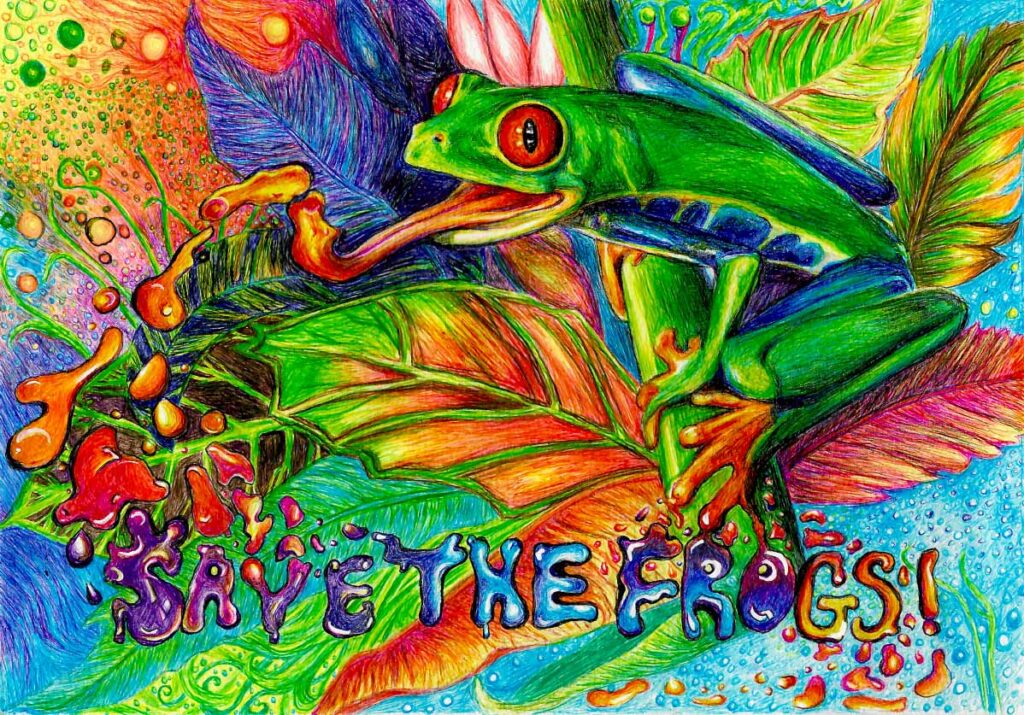 JADRI BARNARD South Africa 2023 save the frogs art contest 2nd Place