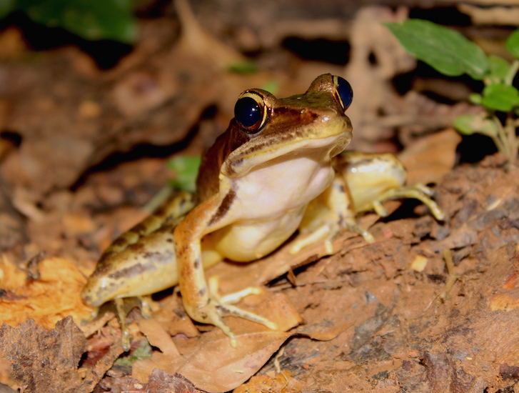 Photos & Stories From The 2015 SAVE THE FROGS! Belize Ecotour