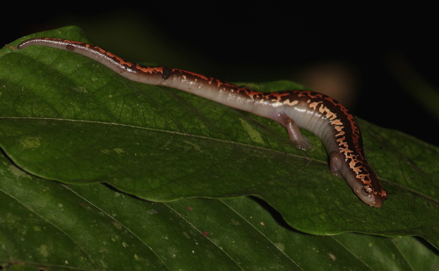 2015 Belize salamander