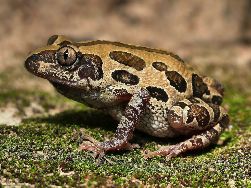 Kassina senegalensis André van Hecke - Zambia frogs