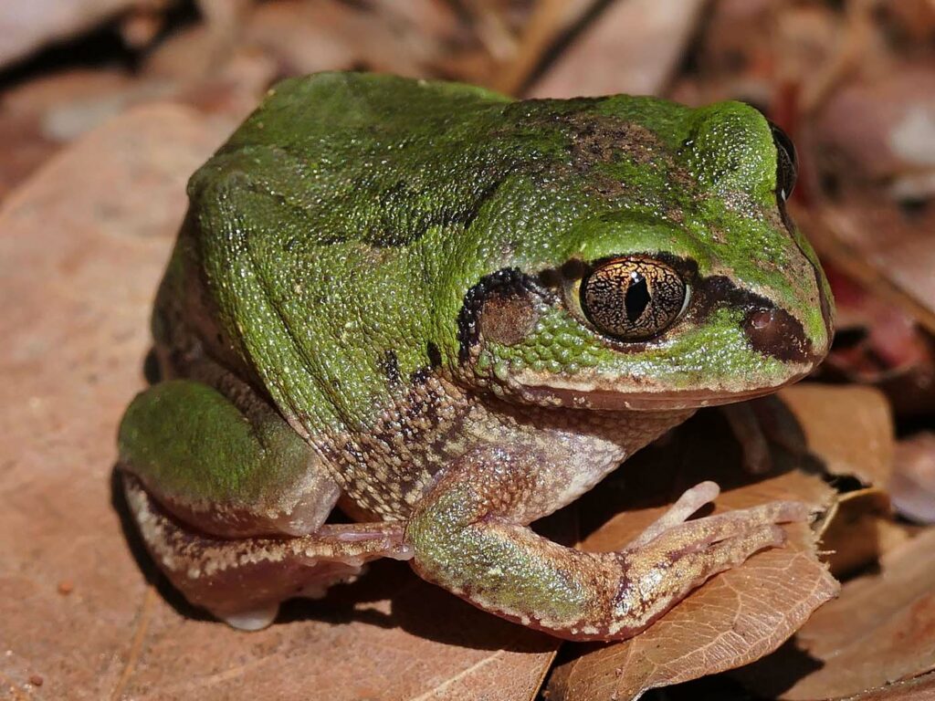 Leptopelis parbocagei André van Hecke - Zambia frogs wildlife