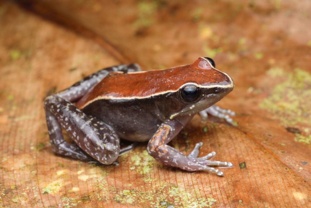 Abavorana-luctuosa-Mahogany-Frog-1--malaysia-poring-rupert-grassby-lewis