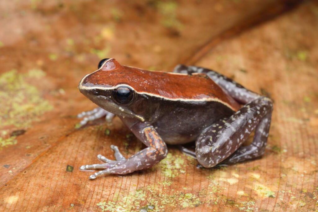Abavorana-luctuosa-Mahogany-Frog-1--malaysia-poring-rupert-grassby-lewis