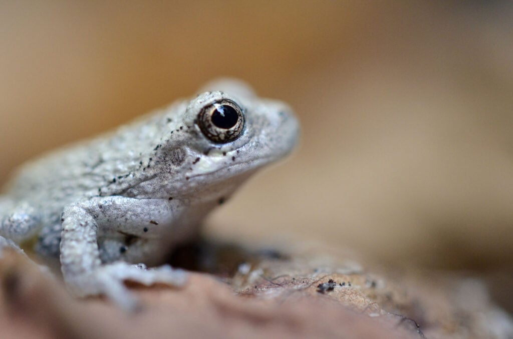 एड्रियान नीलसन, संयुक्त राज्य अमेरिका, यूएस 2025 सेव द फ्रॉग्स फोटो प्रतियोगिता, फोटो 2