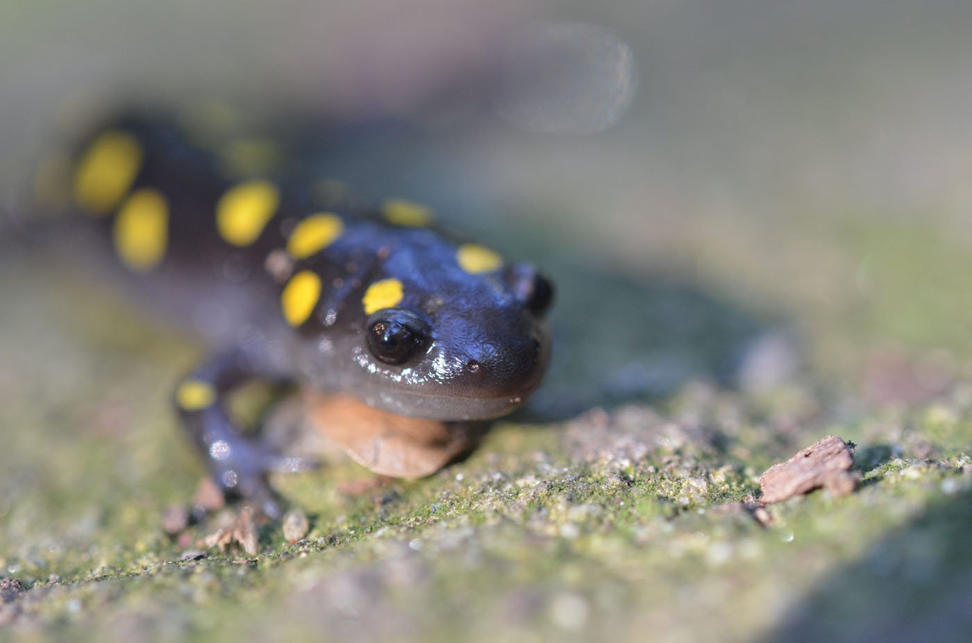 Adrian-Nielsen-United-States-US-2025-Save-The-Frogs-Photo-Contest-photo-4-Spotted Salamander in Arlington Virginia Ambystoma maculatum