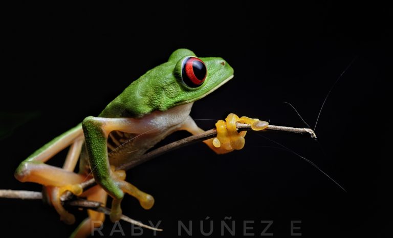 Agalychnis callidryas - Red-eyed Treefrog Raby Nunez Costa Rica sierpefrogs