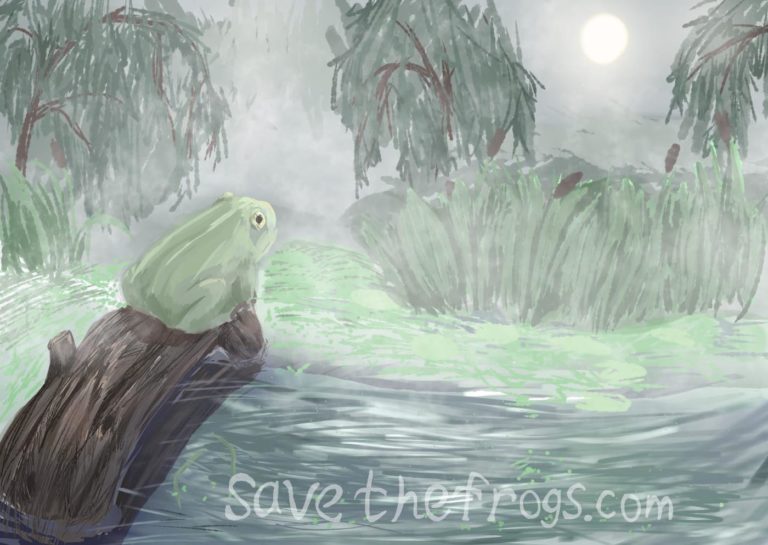 Albina-Abrarova-Russia-2021-Save-The-Frogs-Art-Contest-1