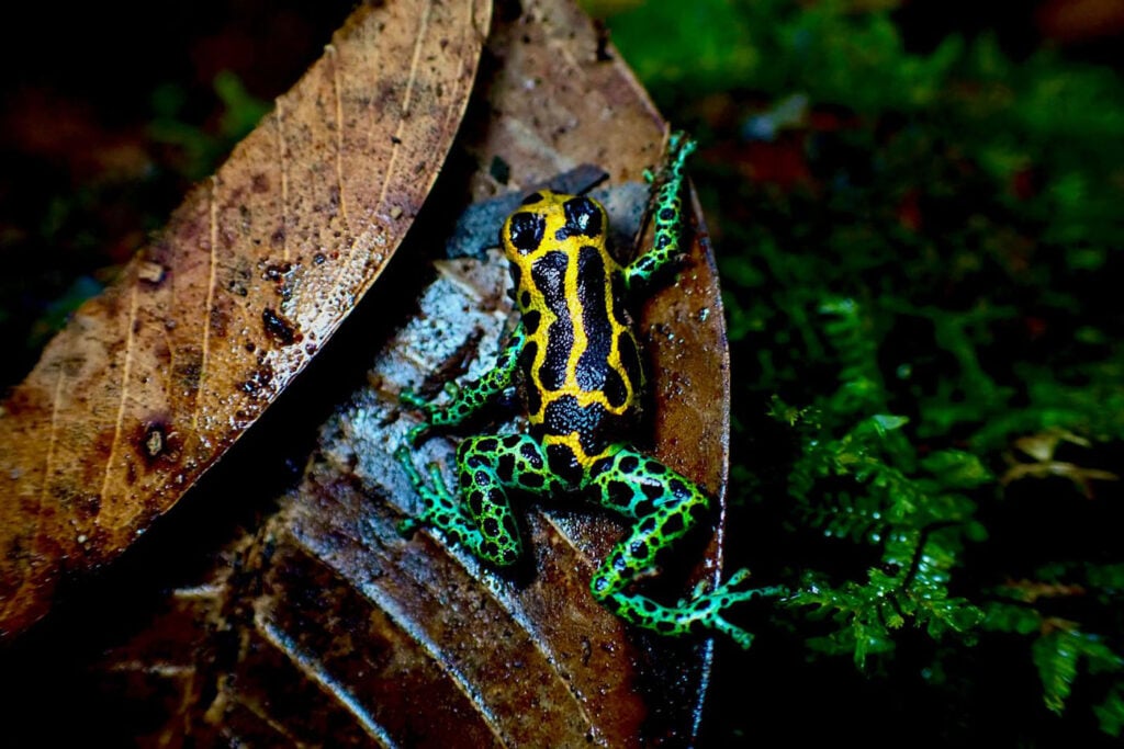 एलेडा इरियार्टे पेरू रानिटोमेया इमिटेटर 2 2025 सेव द फ्रॉग्स फोटो कॉन्टेस्ट