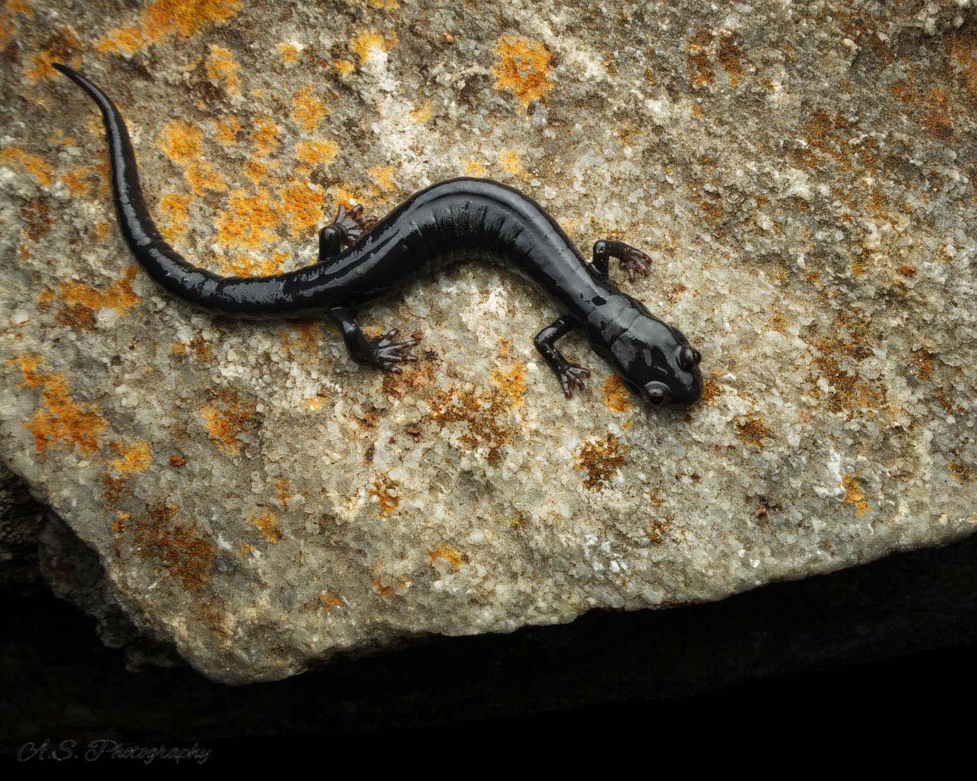Alex-Staffen-United-States-US-2025-Save-The-Frogs-Photo-Contest-photo-2 Santa Cruz Black Salamander Aneides niger