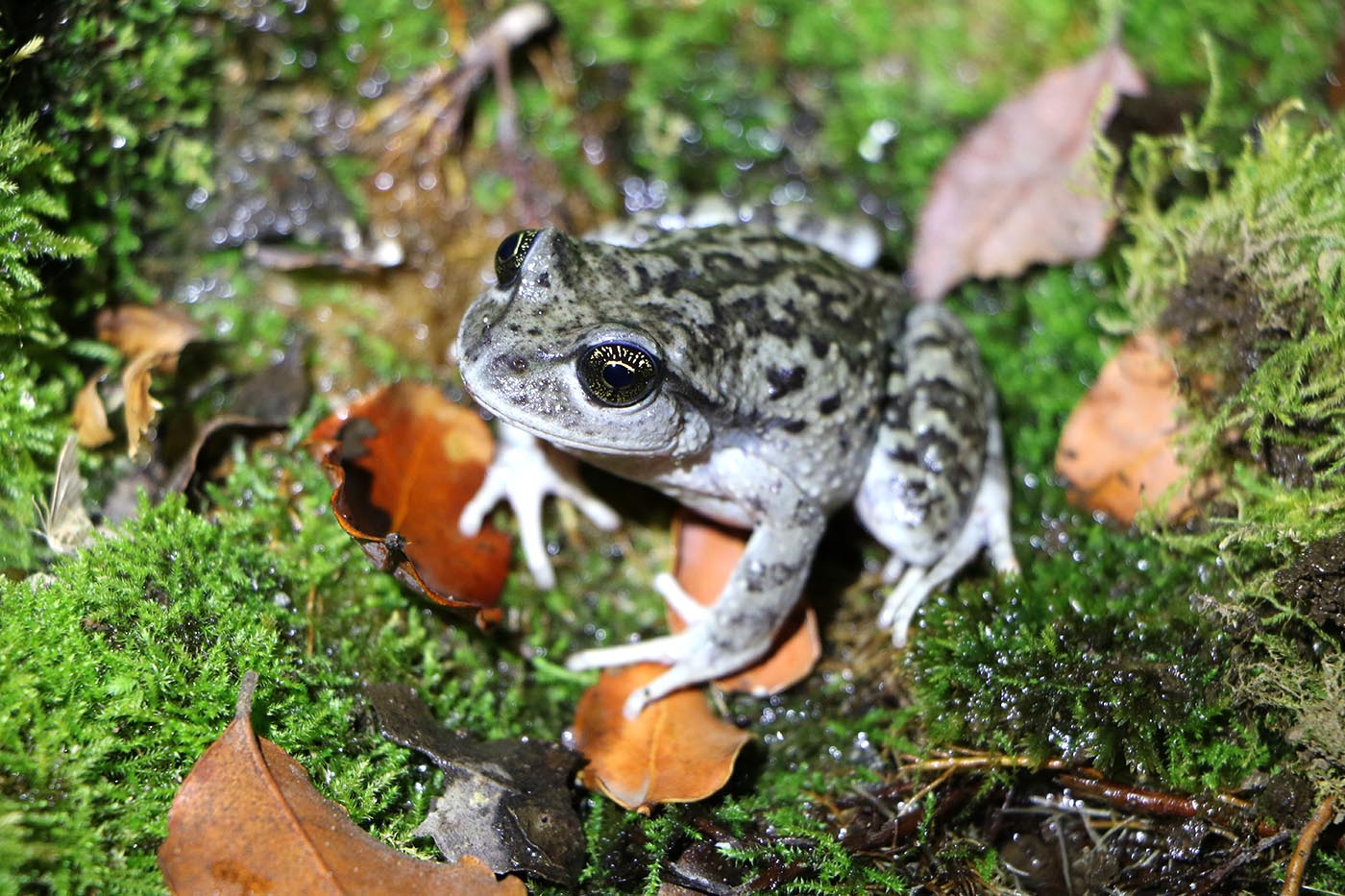 Alsodes nodosus - Popeye frog - Cachapoal Valley Chile