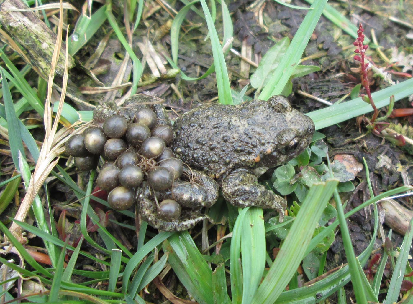 Midwife Toad Alytes obstetricans