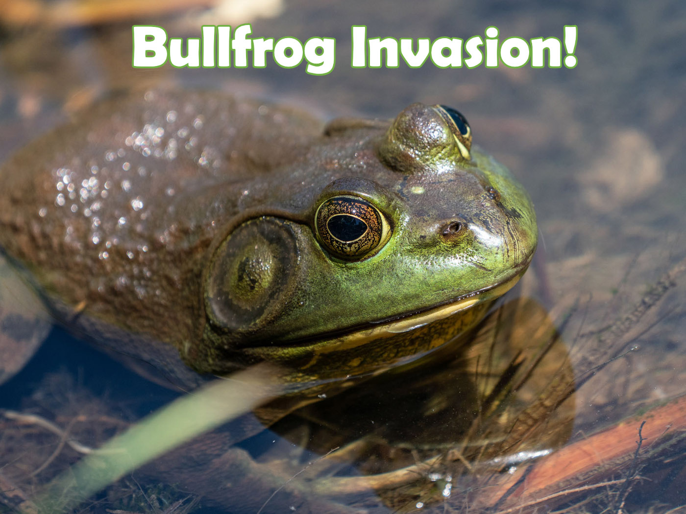 American Bullfrogs - California