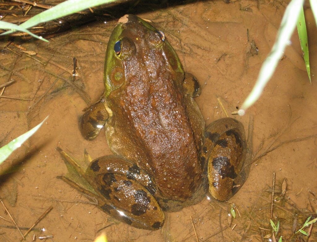 American Bullfrog Rana catesbeiana VA 2008 Kerry Kriger
