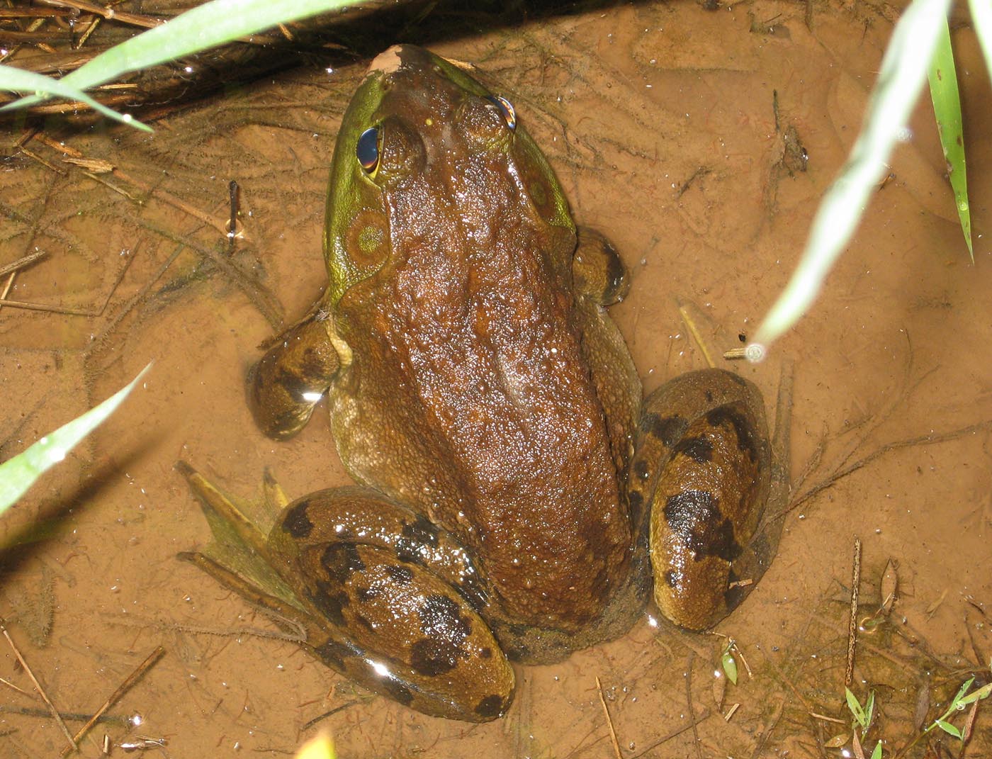 American Bullfrog Rana Catesbeiana VA 2008 Kerry Kriger