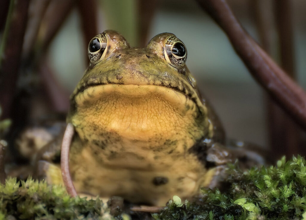American-Bullfrog-Robert-Zunikoff