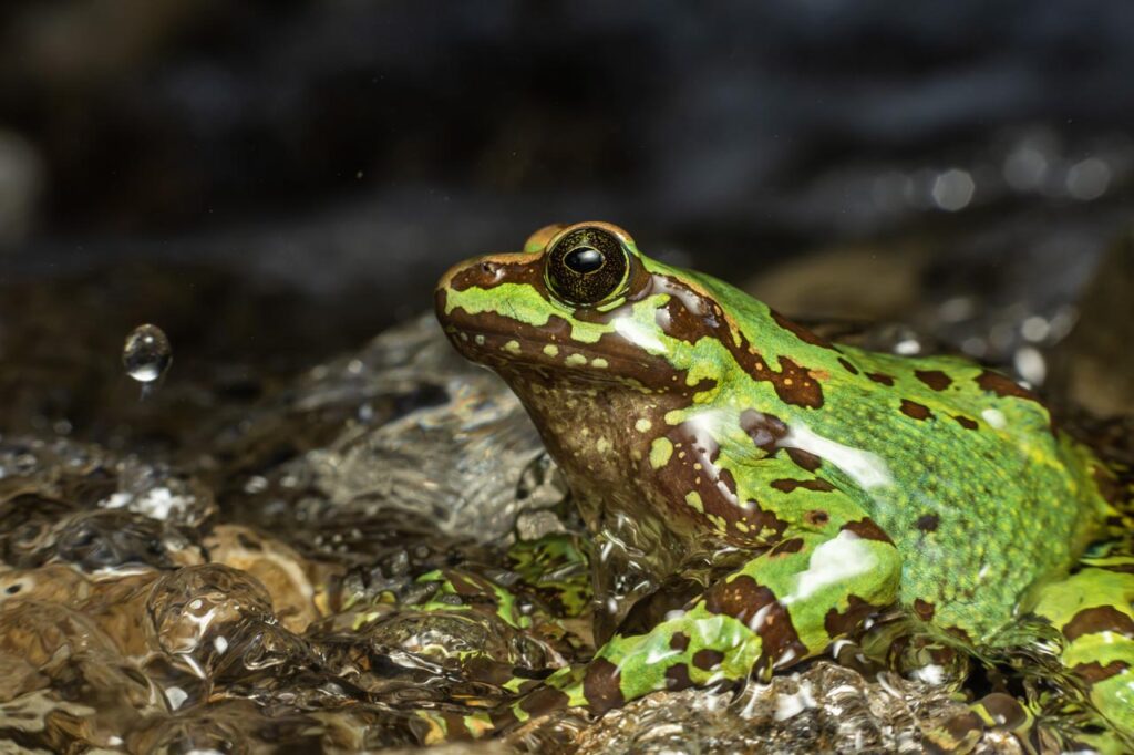 Amolops-formosus-Rohit-Giri-Nepal-2023-save-the-frogs-photo-contest