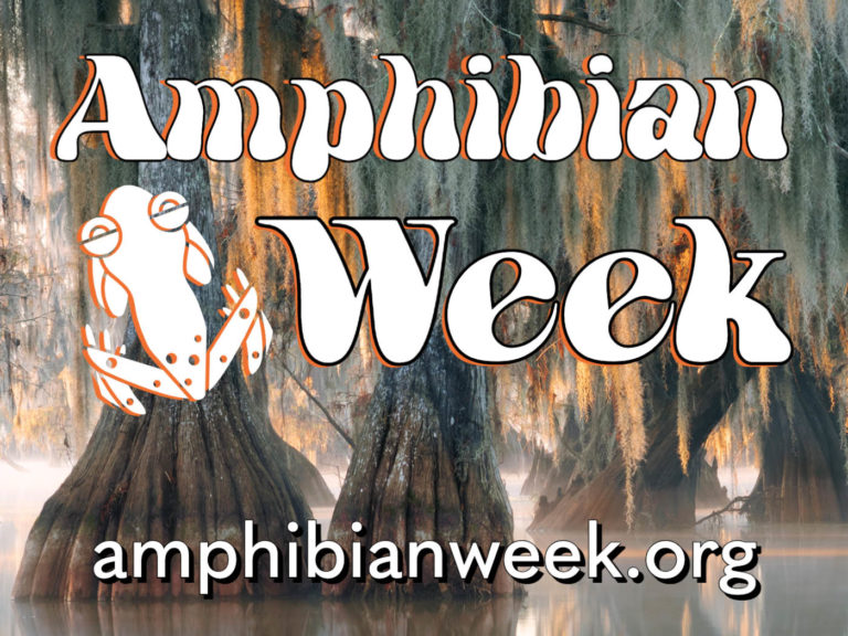 Amphibian Week
