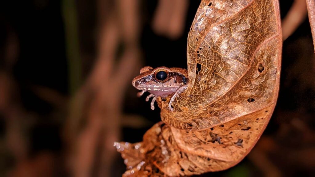 Ardgard-Essau-Tanzania-2023-save-the-frogs-photo-contest-1
