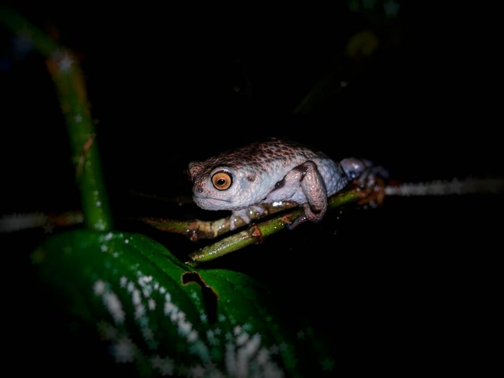 Ardgard-Essau-Tanzania-2023-save-the-frogs-photo-contest-2