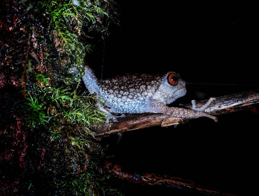 Ardgard-Essau-Tanzania-2023-save-the-frogs-photo-contest-5