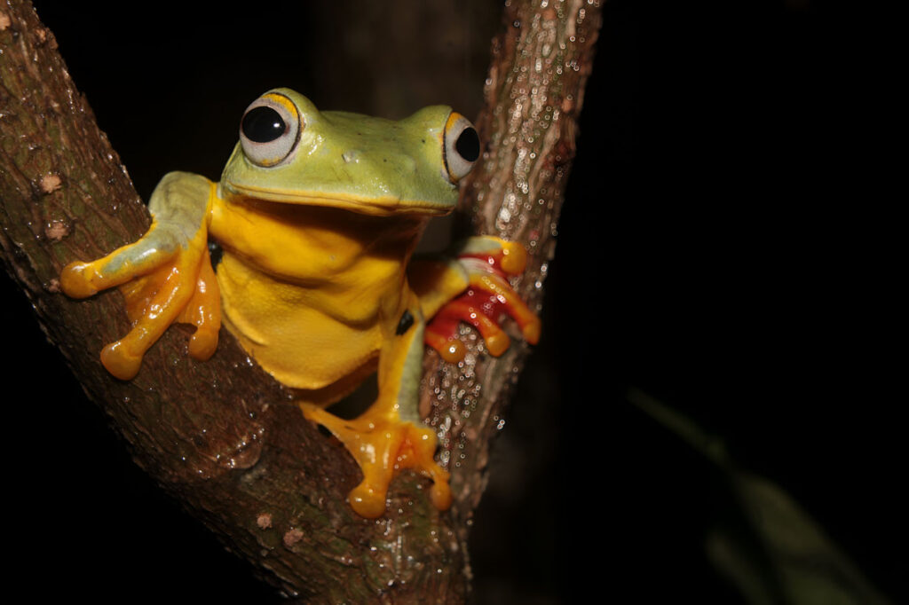 अर्नब देब इंडिया 2025 सेव द फ्रॉग्स फोटो प्रतियोगिता फोटो 3