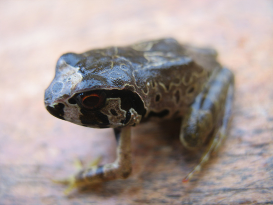 Fire Threatens the Survival of the Critically Endangered Giant Squeaker Frog