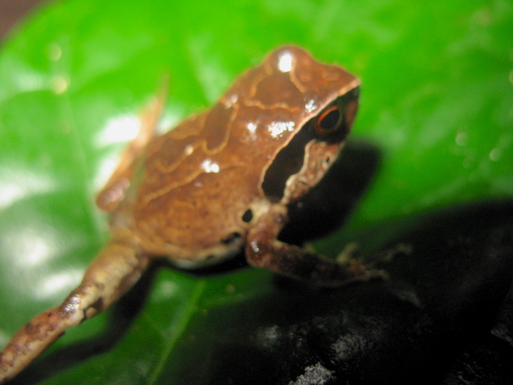West Africa’s First Amphibian Conservation Centre