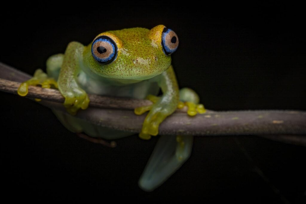 आर्टुर टोमाज़ेक, हांगकांग, 2025 मेंढक बचाओ फोटो प्रतियोगिता, बूफिस विरिडिस