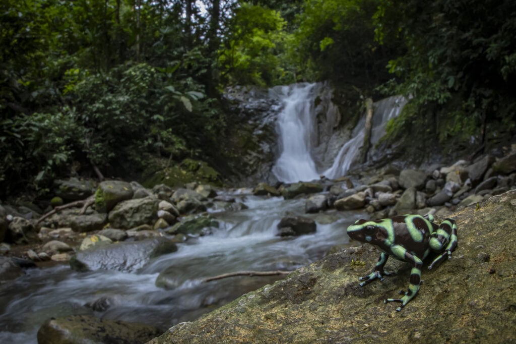 आर्टुर टोमाज़ेक, हांगकांग, 2025 मेंढक बचाओ फोटो प्रतियोगिता, डेंड्रोबेट्स ऑराटस