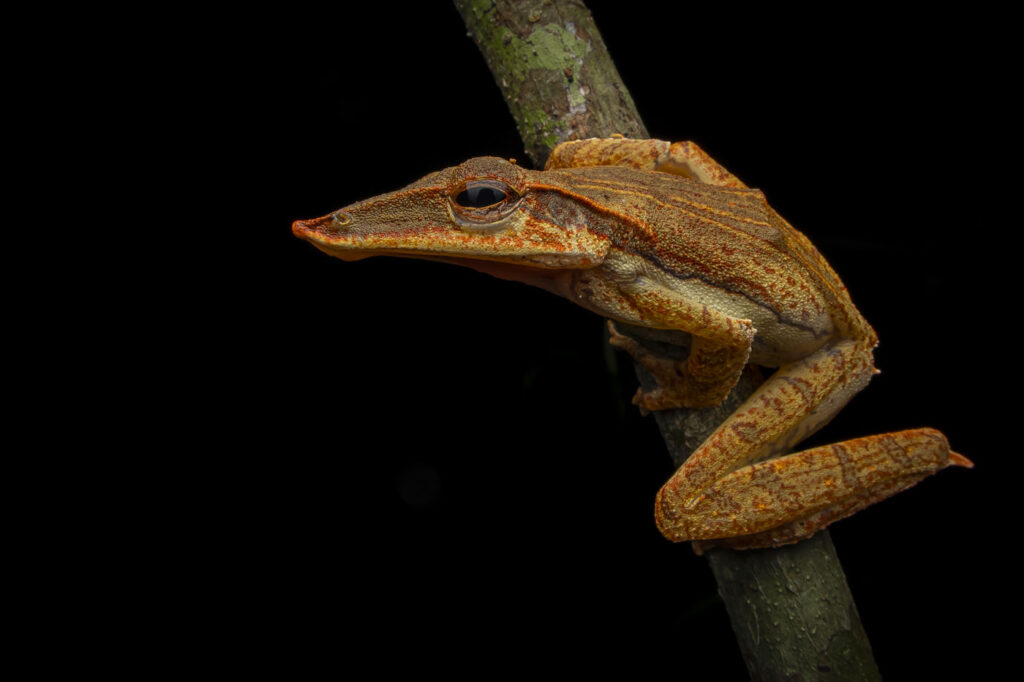 Artur-Tomaszek-Hong-Kong-2025-Save-The-Frogs-Photo-Contest-Taruga-longinasus