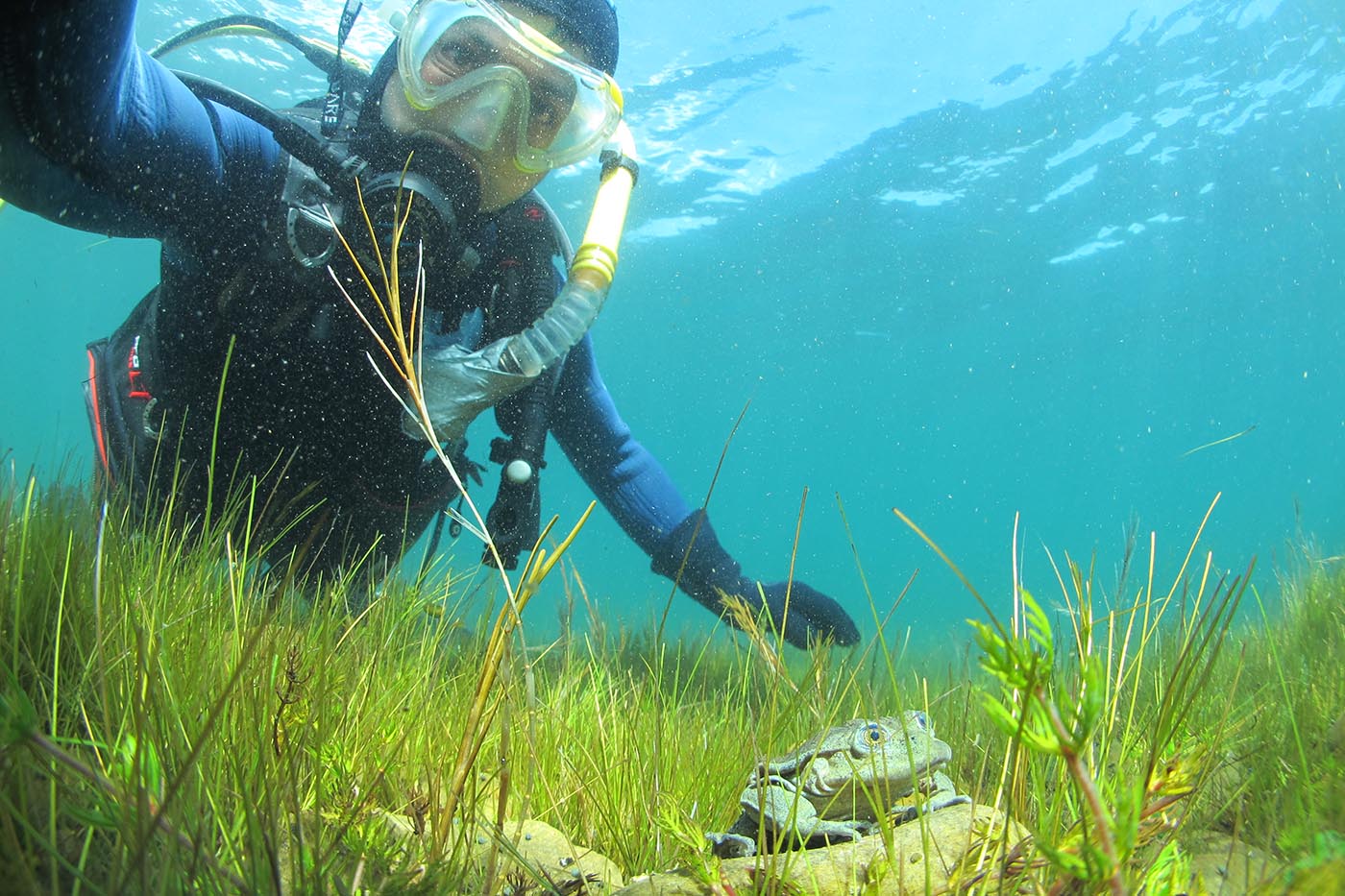 Arturo Munoz Unterwasserfrösche Bolivien Telmatobius