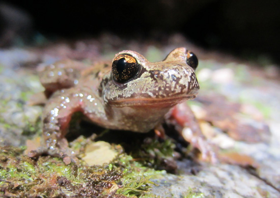 Ascaphus-truei tailed frog British Columbia BC