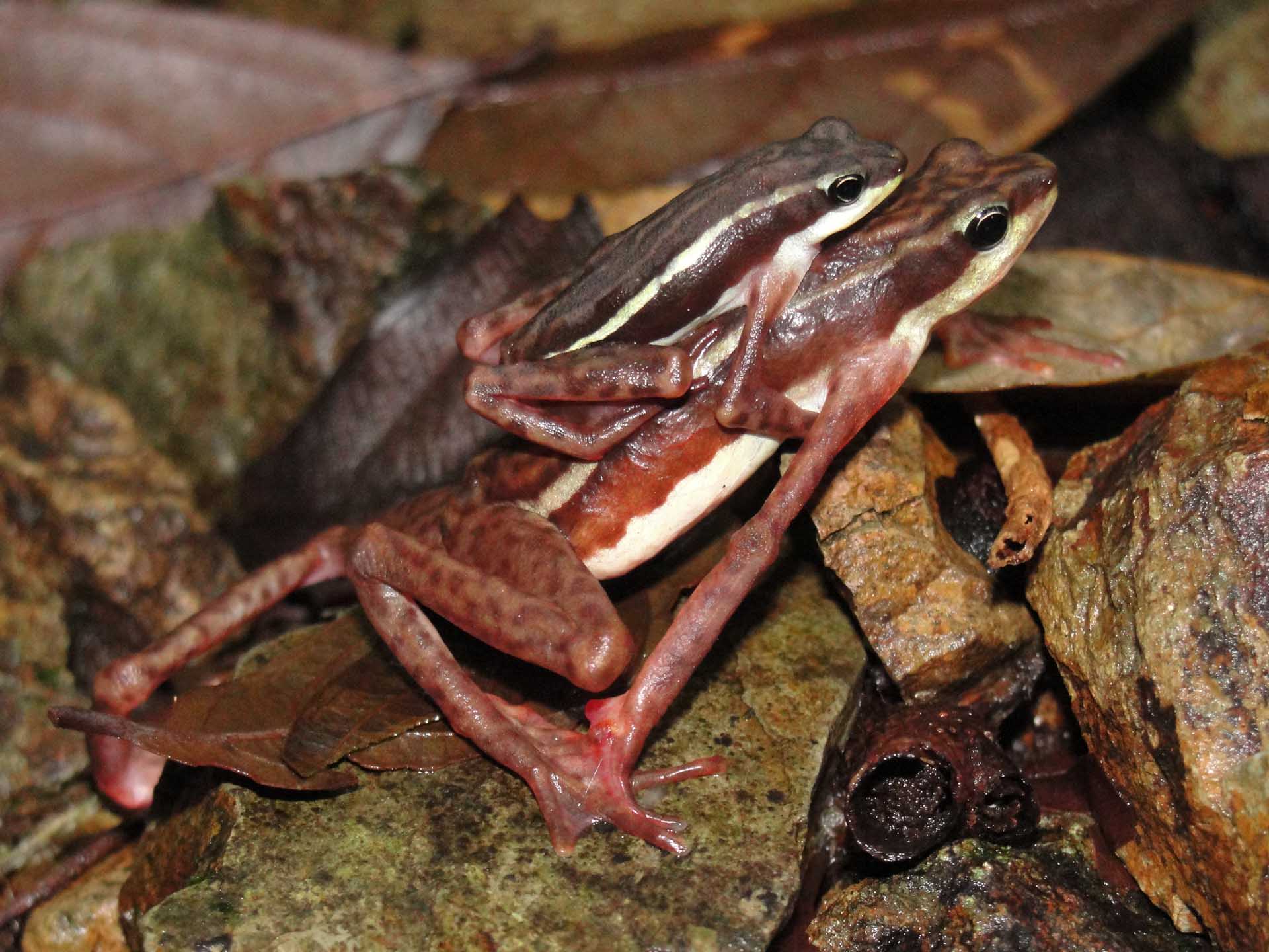 SAVE THE FROGS! Amphibian Conservation Grants