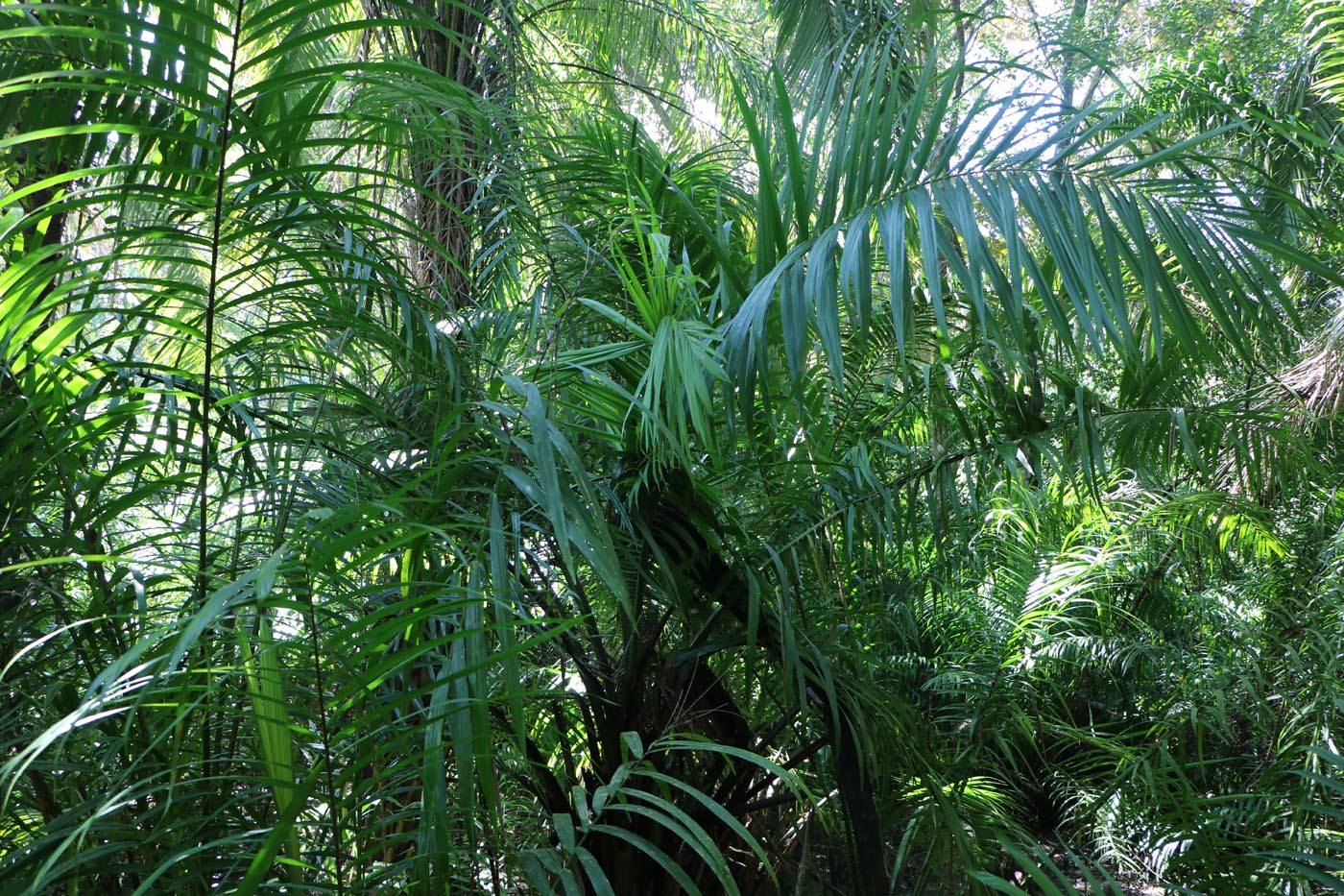 Baru Wildlife Reserve Costa Rica Ecotour 2021 Vegetation