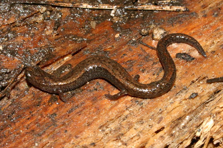 Batrachoseps relictus; Relictual Slender Salamander ©2012 William Flaxington