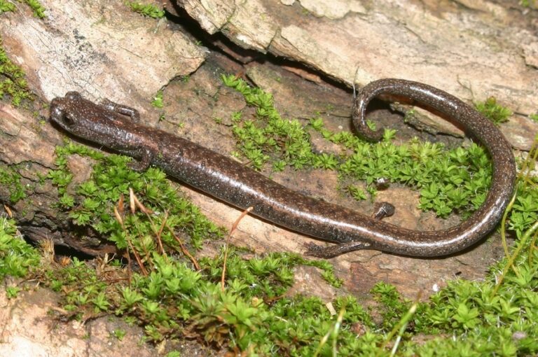 USFWS Proposal To Protect Two Slender Salamander Species In California