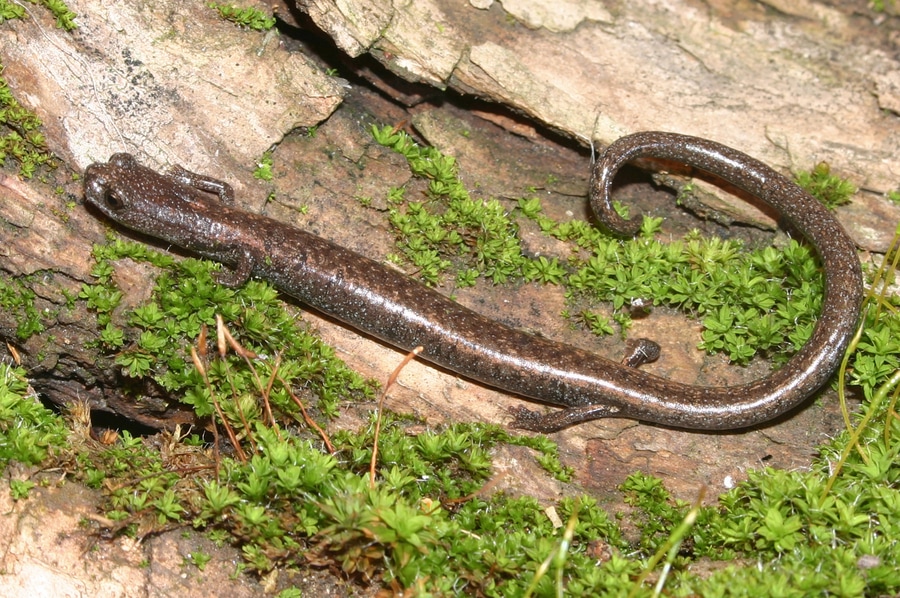 Batrachoseps simatus; Kern Canyon Slender Salamander ©2012 William Flaxington