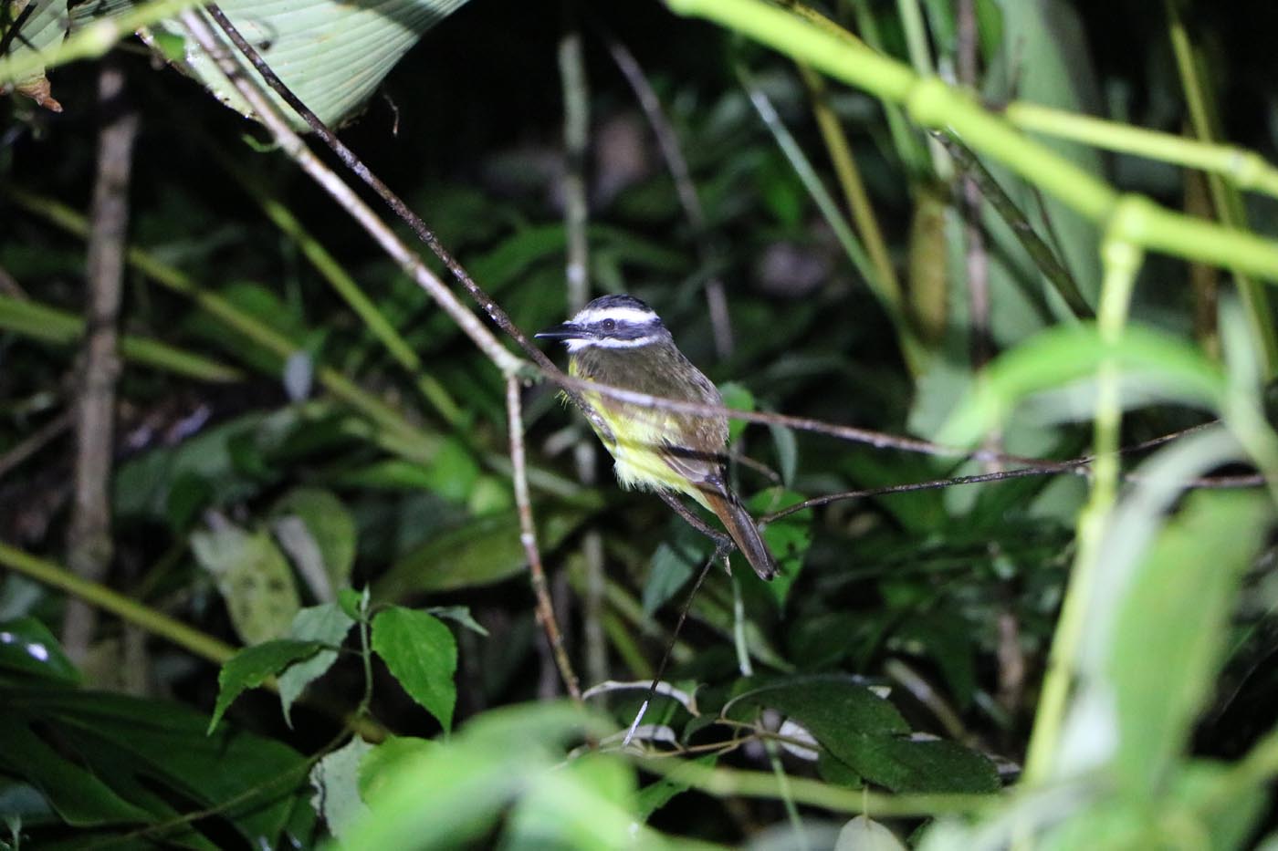 Bird Sarapiqui Experience Costa Rica