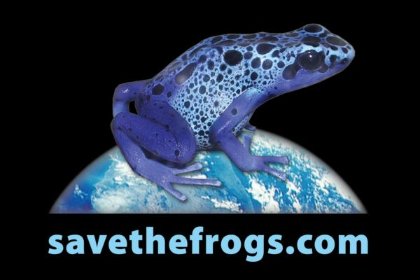 Blue Frog Postcard Dendrobates tinctorius front 1400 1