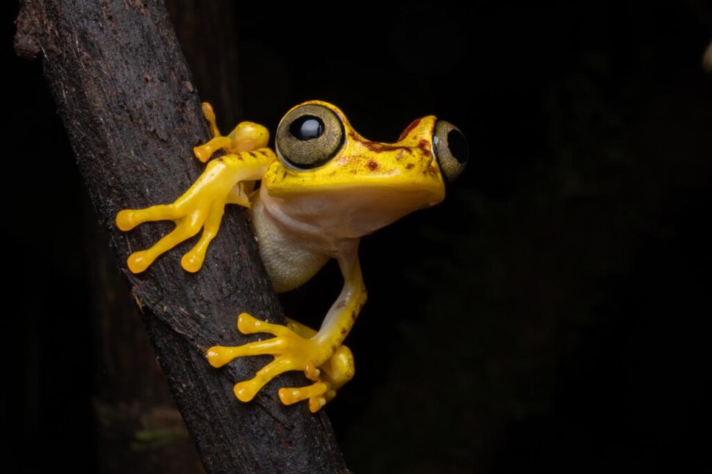 Boana picturata Ecuador Frederic Griesbaum-Germany-2023-save-the-frogs-photo-contest-1280