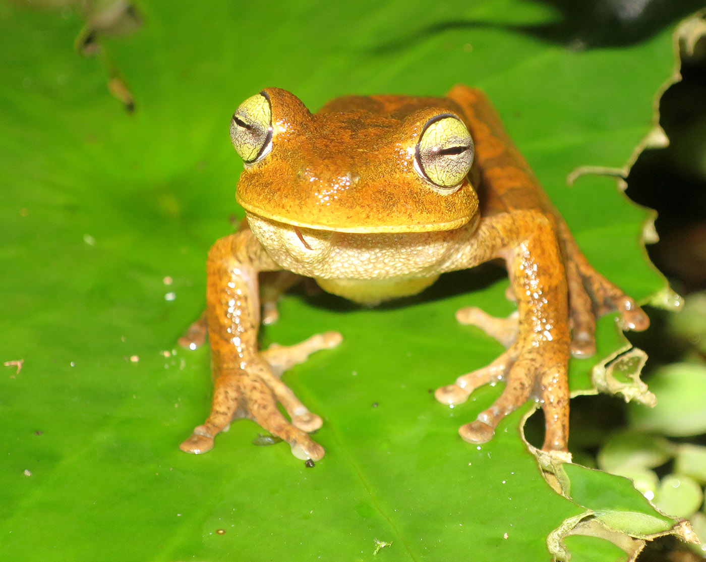 Boana platanera UT Ibague Tolima Colombia Frogs