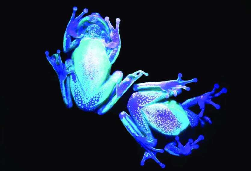 Boana punctata biofluorescence