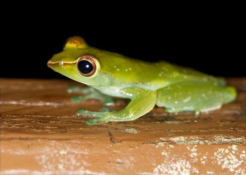 Borneo David Dennis Frog 13
