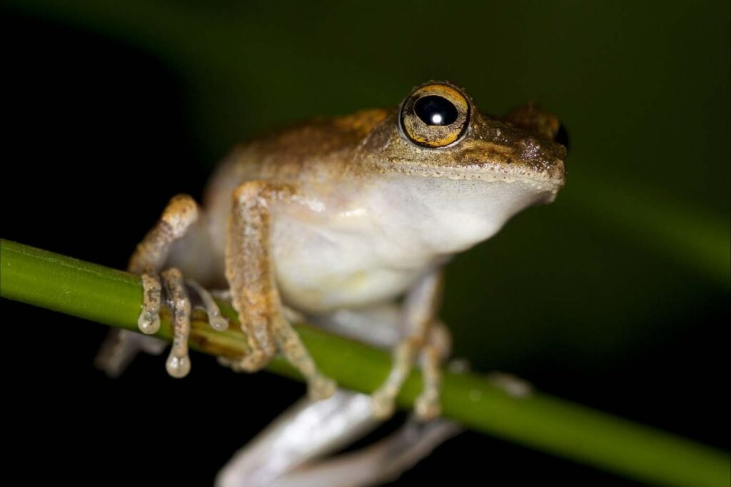 Borneo David Dennis Frog 15