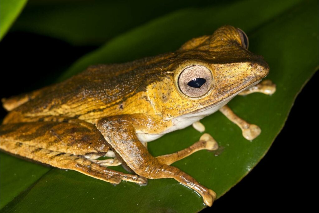 Borneo David Dennis Frog 17