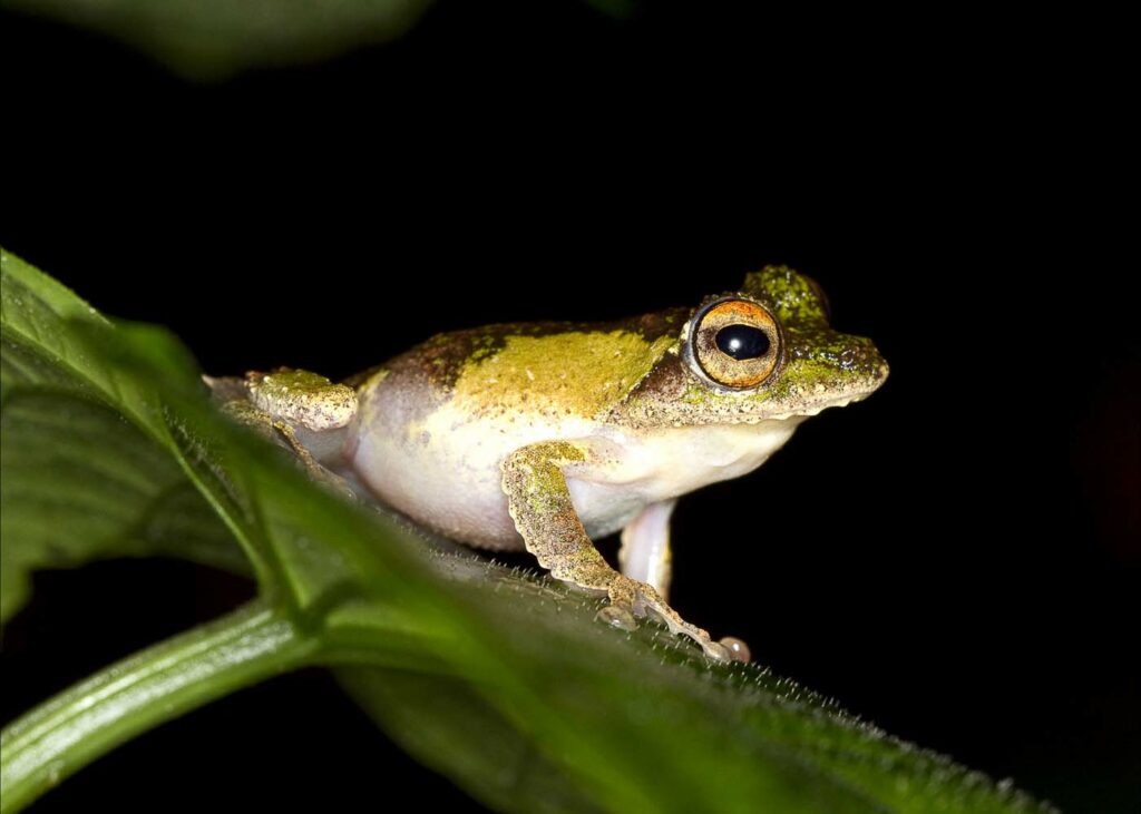 Borneo David Dennis Frog 18