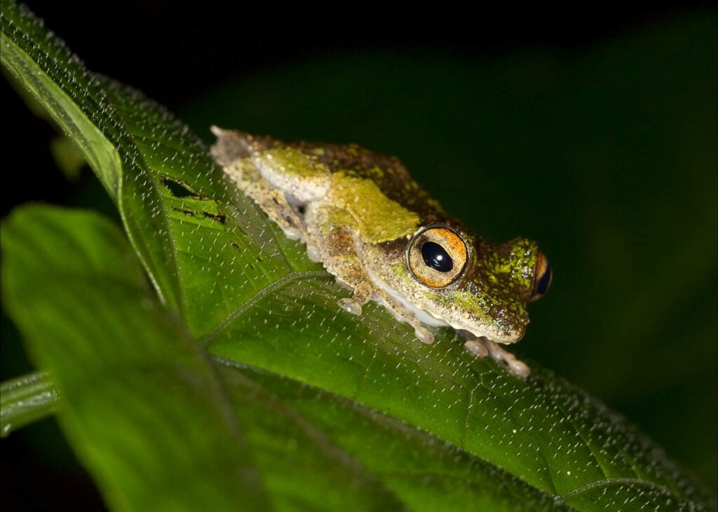 Borneo David Dennis Frog 19