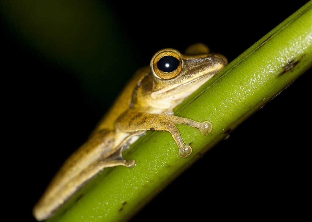 Borneo David Dennis Frog 2